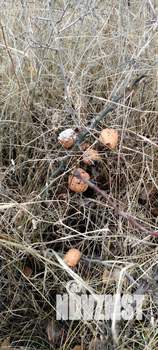 Дом 12м², 1-этажный, участок 7 сот.