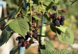 Дом 60м², 2-этажный, участок 6 сот.