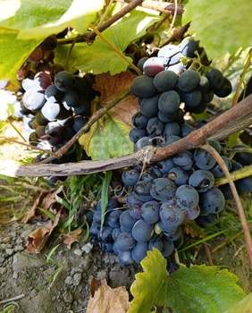 Дом 74м², 2-этажный, участок 6 сот.