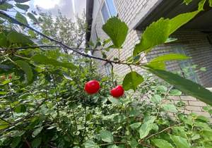 Дача 34м², 2-этажный, участок 6 сот.