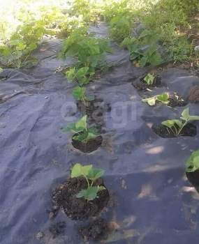 Дом 40м², 2-этажный, участок 6 сот.