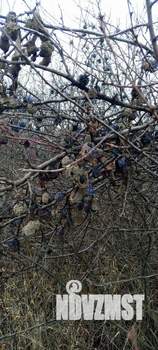 Дом 12м², 1-этажный, участок 7 сот.