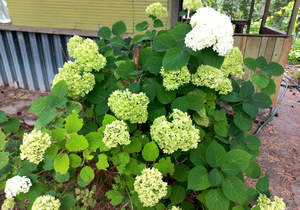 Дом 43м², 2-этажный, участок 5 сот.