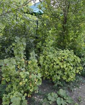 Дом 20м², 1-этажный, участок 6 сот.