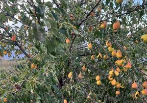 Дом 36м², 2-этажный, участок 6 сот.