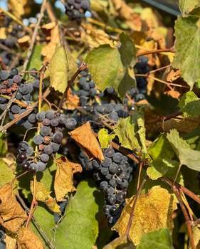 Дом 60м², 2-этажный, участок 6 сот.