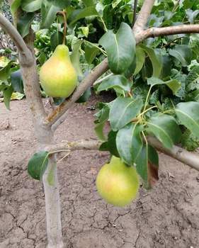 Дом 73м², 2-этажный, участок 9 сот.