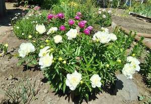 Дом 73м², 2-этажный, участок 9 сот.