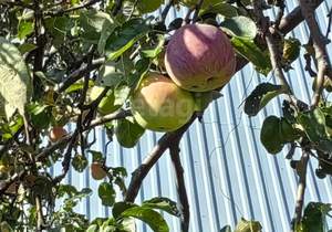 Дом 54м², 2-этажный, участок 9 сот.