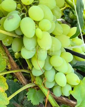 Дом 50м², 2-этажный, участок 4 сот.