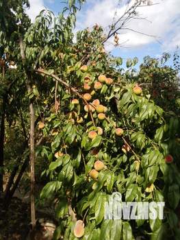 Дом 20м², 1-этажный, участок 8 сот.