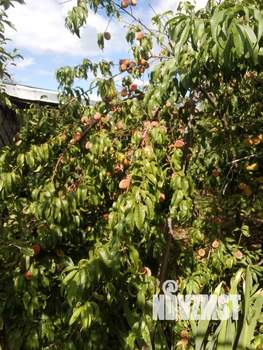 Дом 20м², 1-этажный, участок 8 сот.