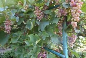 Дом 36м&sup2;, 2-этажный, участок 6 сот.  