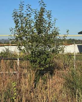 Дом 109м&sup2;, 1-этажный, участок 10 сот.  