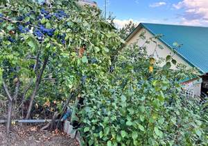 Дом 58м&sup2;, 1-этажный, участок 14 сот.  