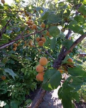 Дом 36м&sup2;, 2-этажный, участок 6 сот.  