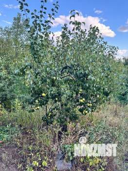 Дом 58м&sup2;, 1-этажный, участок 14 сот.  