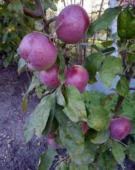 Дом 36м&sup2;, 2-этажный, участок 6 сот.  