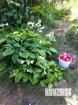 Дом 60м&sup2;, 1-этажный, участок 10 сот.  