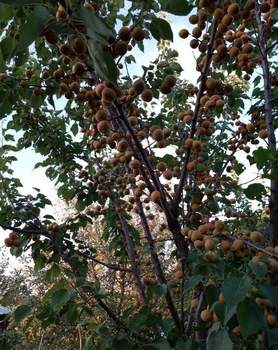 Дом 36м&sup2;, 2-этажный, участок 6 сот.  