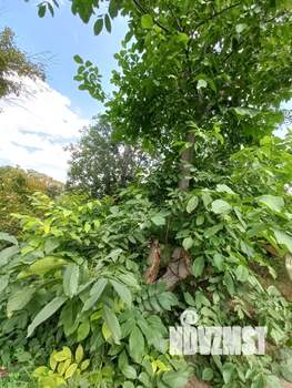 Дом 44м&sup2;, 1-этажный, участок 11 сот.  