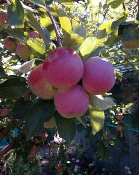 Дом 36м&sup2;, 2-этажный, участок 6 сот.  