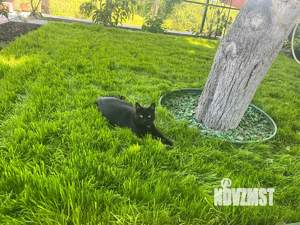 Дом 65м², 1-этажный, участок 7 сот.  