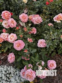 Дом 75м&sup2;, 1-этажный, участок 7 сот.  