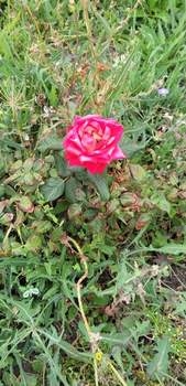 Дом 30м&sup2;, 1-этажный, участок 6 сот.  