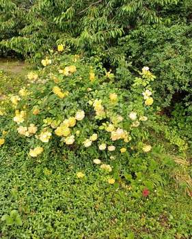 Дом 48м&sup2;, 2-этажный, участок 5 сот.  