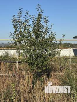 Дом 109м&sup2;, 1-этажный, участок 10 сот.  