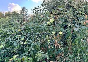 Дом 58м&sup2;, 1-этажный, участок 14 сот.  