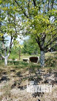 Дача 20м², 1-этажный, участок 6 сот.  