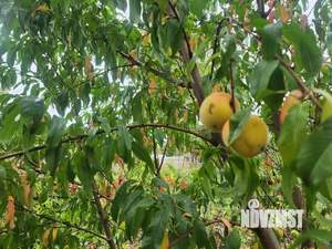 Дом 27м², 1-этажный, участок 10 сот.  