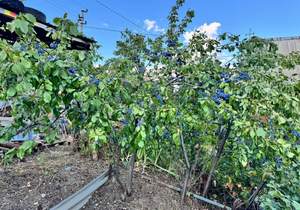 Дом 58м&sup2;, 1-этажный, участок 14 сот.  