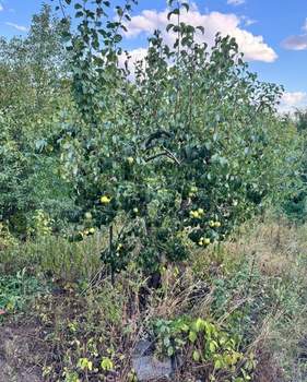 Дом 58м&sup2;, 1-этажный, участок 14 сот.  