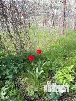 Дом 16м&sup2;, 1-этажный, участок 7 сот.  