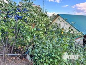 Дом 58м&sup2;, 1-этажный, участок 14 сот.  