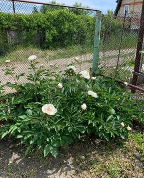 Дача 66м², 2-этажный, участок 4 сот.  