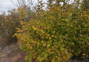 Дом 28м&sup2;, 1-этажный, участок 14 сот.  