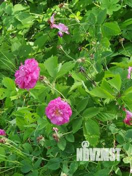 Дом 60м&sup2;, 1-этажный, участок 10 сот.  