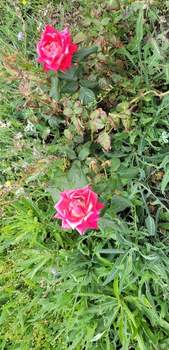 Дом 30м&sup2;, 1-этажный, участок 6 сот.  