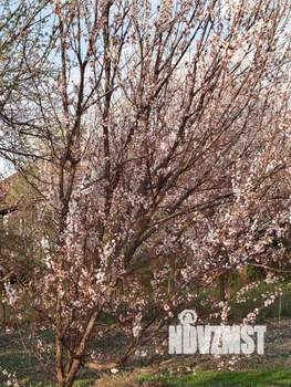 Дом 16м&sup2;, 1-этажный, участок 7 сот.  