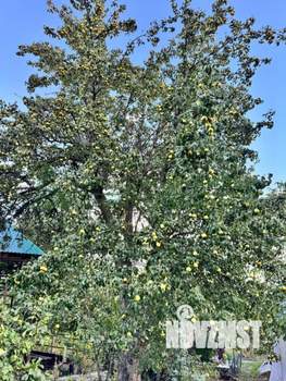 Дом 58м&sup2;, 1-этажный, участок 14 сот.  