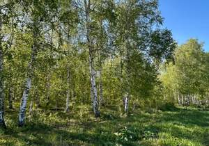 Дом 141м², 1-этажный, участок 8 сот.  