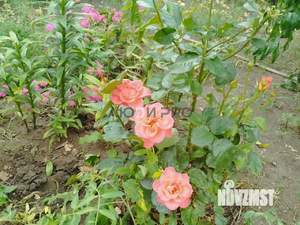 Дом 90м&sup2;, 2-этажный, участок 6 сот.  