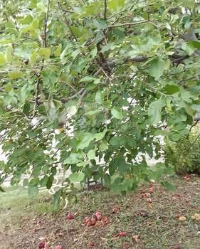 Дом 72м², 2-этажный, участок 5 сот.  