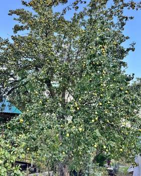 Дом 58м&sup2;, 1-этажный, участок 14 сот.  