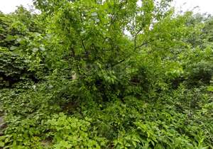 Дом 49м², 2-этажный, участок 7 сот.  