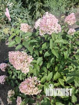 Дом 35м&sup2;, 1-этажный, участок 6 сот.  